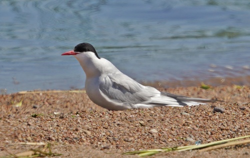 iNaturalist image