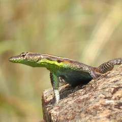Platysaurus lebomboensis
