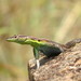 Lebombo Flat Lizard - Photo (c) Phil White, some rights reserved (CC BY-NC)
