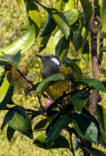White-eared Honeyeater