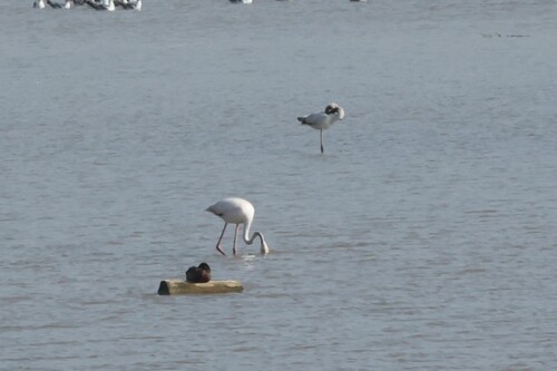 iNaturalist image