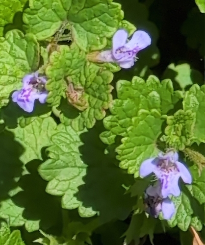 ground-ivy