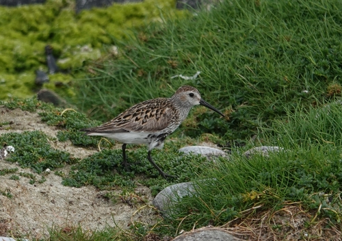 iNaturalist image