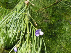 Psoralea affinis
