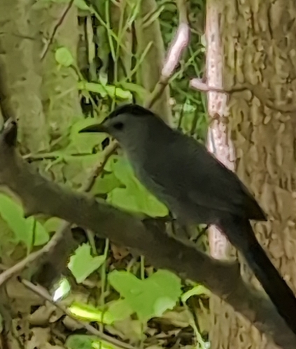Katzendrossel