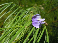 Psoralea affinis