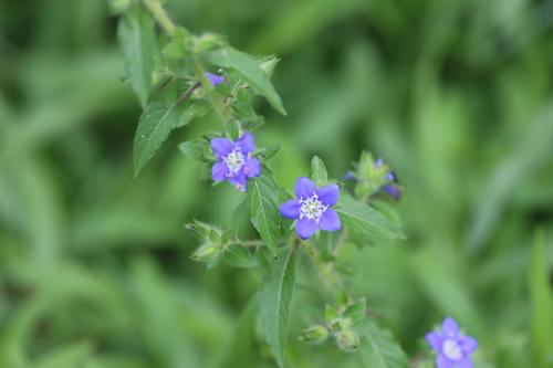Hydrolea spinosa, photograph 6