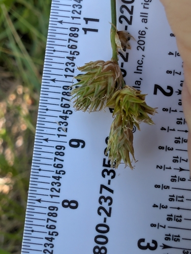 Carex bicknellii
