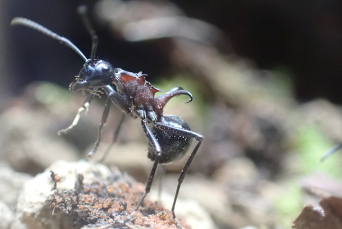 Polyrhachis lamellidens