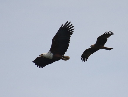 iNaturalist image