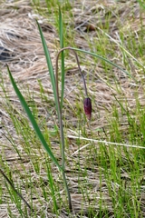 Fritillaria meleagroides