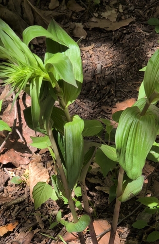 Broad-leaved helleborine