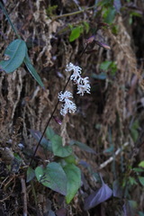 Ainsliaea macroclinidioides