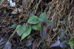 Ainsliaea macroclinidioides