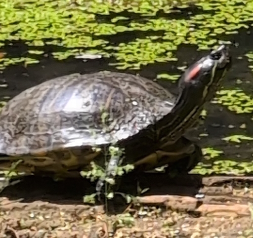 Red-eared Slider