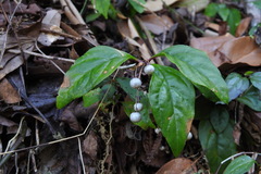 Lysimachia ardisioides