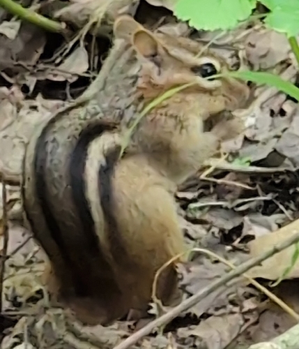 Eastern Chipmunk