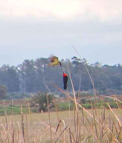 Scarlet-headed Blackbird (Amblyramphus holosericeus), photo 8
