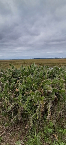 Opuntia arechavaletae, photograph 5
