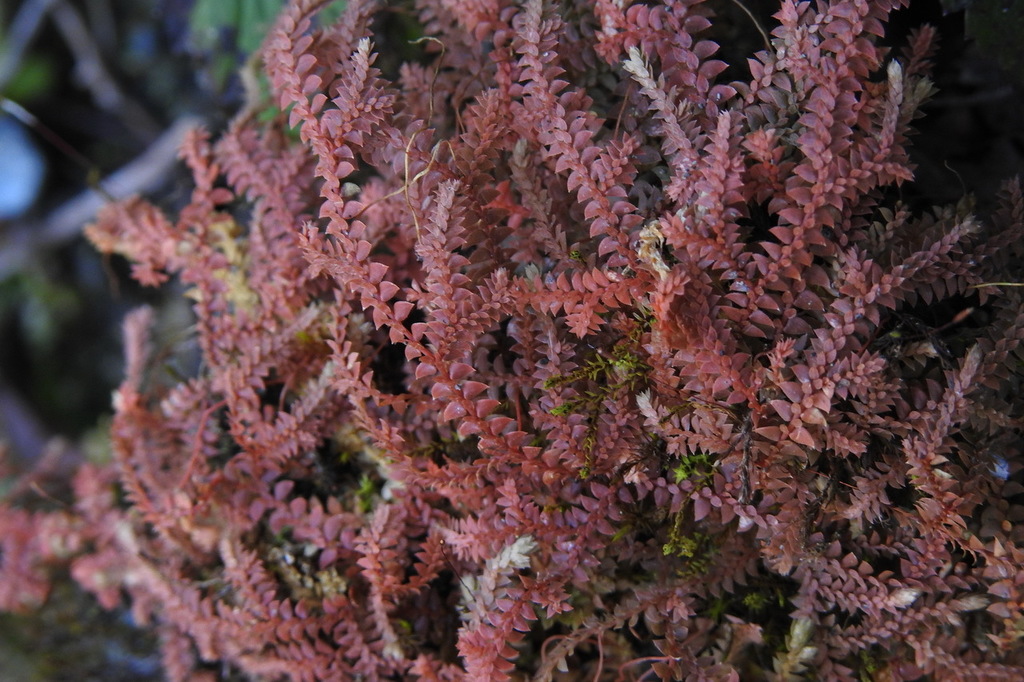 Selaginella tama-montana
