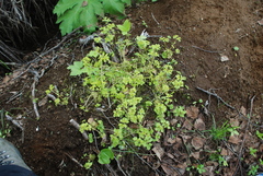 Chrysosplenium kamtschaticum