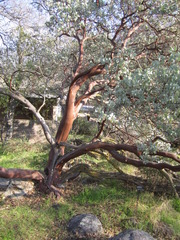 Arctostaphylos viscida viscida