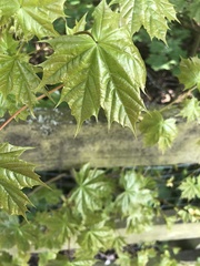 Acer platanoides