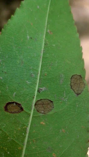 Blumeriella jaapii, 2026-06-04