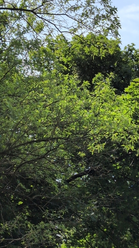Osage-orange