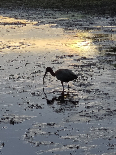 iNaturalist image