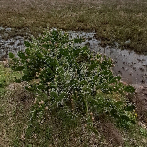 Opuntia arechavaletae, photograph 3