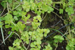 Chrysosplenium kamtschaticum