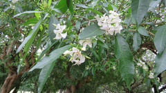 Tabernaemontana catharinensis