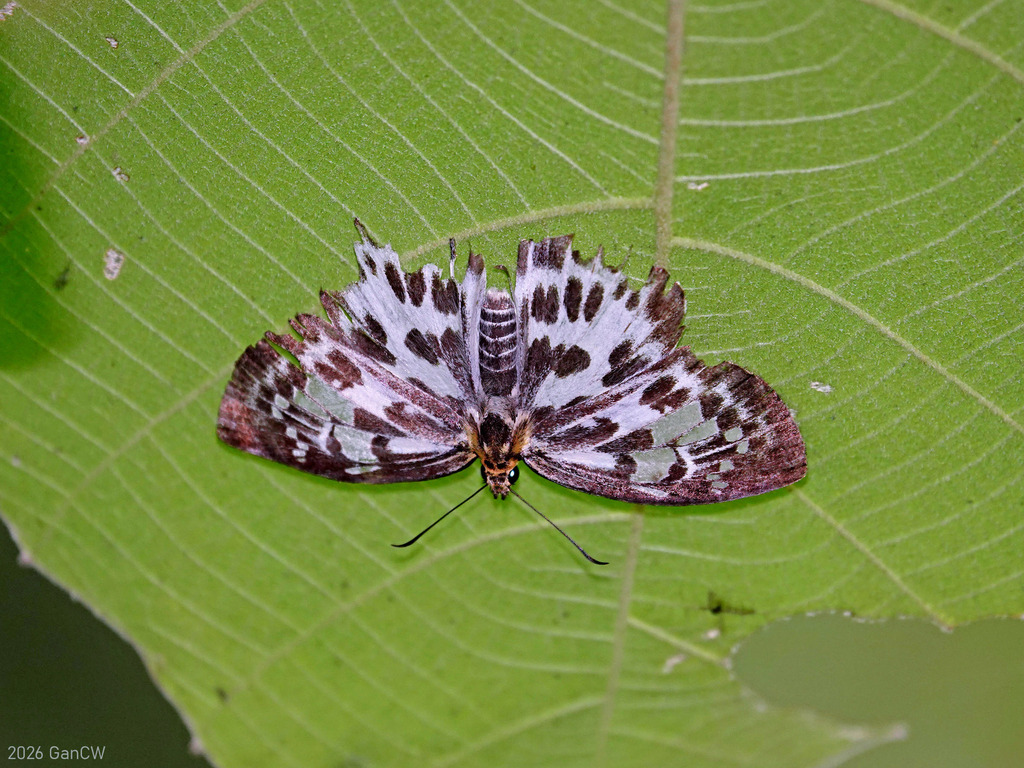 Magpie Flat