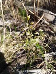 Anthoxanthum nitens nitens