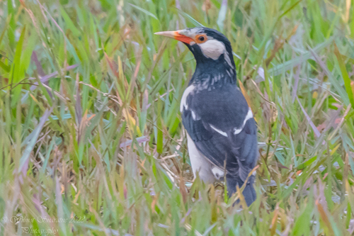 Indian Pied Myna (Gracupica contra), photo 10