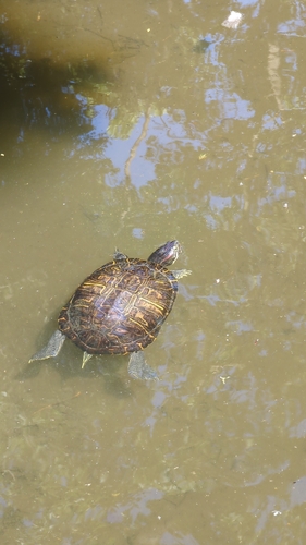 Tortuga de orejas rojas