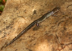 Plethodon wehrlei