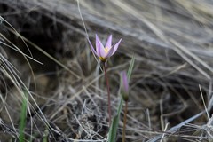 Tulipa patens
