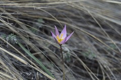 Tulipa patens