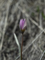 Tulipa patens