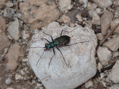 Cicindela laetipennis