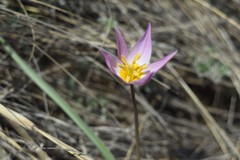 Tulipa patens
