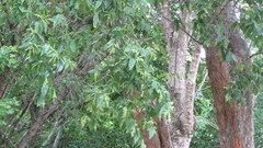 Ruprechtia laxiflora