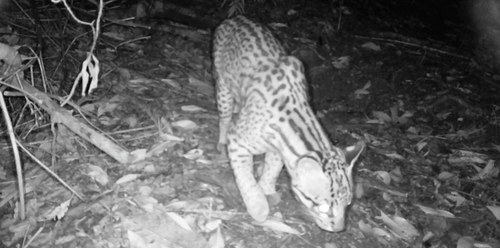 South American Ocelot