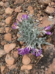 Astragalus utahensis