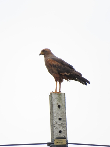Savanna Hawk