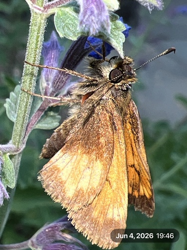 Hobomok Skipper