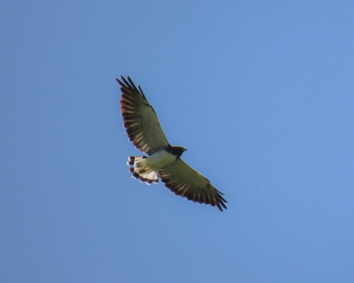 White-tailed Hawk