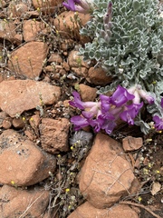 Astragalus utahensis